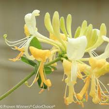 They are found in north america, asia and europe. Scentsation Honeysuckle Plant Addicts