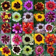 Pin On Sun G Art En Plants