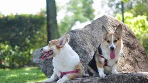 Can also work at desa park city. Alf Phiphi Pompom Day Desa Park City Dog Park Youtube