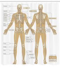 Furthermore, we can locate them in ankle joints, and wrist. Ambesonne Human Anatomy Diagram Of Human Skeleton System With Titled Main Parts Of Body Joints Picture Single Shower Curtain Wayfair