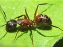 Struggling with those pests in your house? Vancouver Pest Control Supplies Equipment Find Pest Control Supplies Equipment In Vancouver Bc Canpages Page 1