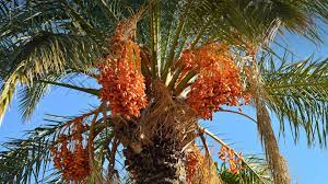 Check spelling or type a new query. Date Palm San Diego Zoo Animals Plants