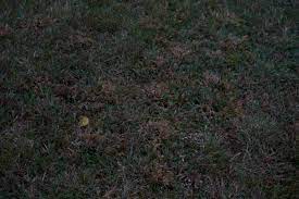 Likewise, if young tender seedlings are continuously. Is Early November Too Late In The Season To Overseed Repair A Cool Season Lawn Gardening Landscaping Stack Exchange
