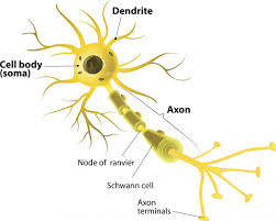 Aug 13, 2019 · neurons (also called neurones or nerve cells) are the fundamental units of the brain and nervous system, the cells responsible for receiving sensory input from the external world, for sending motor commands to our muscles, and for transforming and relaying the electrical signals at every step in between. Neurons What Are They And How Do They Work