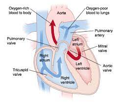 Bagi yang butuh cheat simcity 5 nih ane dpt beberapa codenya, yang perlu di ingat kebosanan yang di akibatkan kemudahan bermain tidak jadi tanggung jawab penulis ok's? Inima Anatomie Valve Artere Cardiologie Dr Benteu Darius