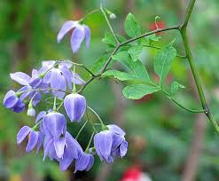 Image result for Solanum cyaneopurpureum