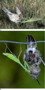 Praying mantis eating a bird. Bird Predation By Praying Mantises A Global Perspective