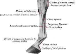 Here is a horse skeleton with the bones of its front leg colored in a specific way. Horse Knee Anatomy Parts Of A Horse And Tack About Your Horse Horse And Human Horses Horse Anatomy