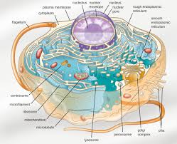 Finally, an unlabeled version of the diagram is included at the bottom of the page, in color and black and white. Unique Characteristics Of Eukaryotic Cells Microbiology