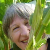 Ringworm in Cats: What Are the Signs and How Is It Treated?