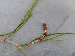 Image result for Stuckenia