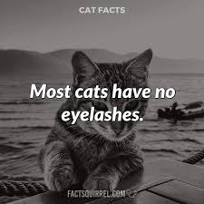 How to take care of your cat's eyesight. Most Cats Have No Eyelashes Factsquirrel