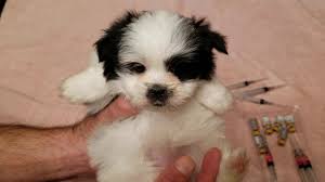 Micro teacup puppies for sale. 6 Teddybear Puppies For Sale In Louisville Ky Website Www Deanspuppies Com Youtube