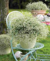 Image result for Euphorbia hypericifolia