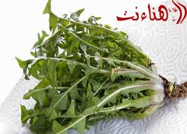 ما لا تعرفه عن فوائد الهندباء Food Cabbage Vegetables