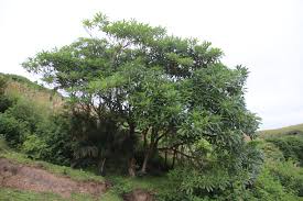 Image result for Rauvolfia afra