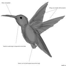 How to draw a unicorn Realistic Hummingbird Drawing In 4 Steps With Photoshop