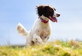 「"leave a reply"+"name"+"31"+"+"+"=" springer spaniel」的圖片搜尋結果
