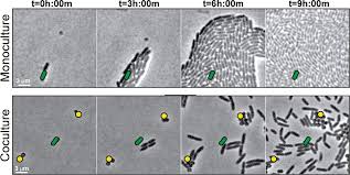 Pseudomonas aeruginosa is a medically important human representatives of the genus pseudomonas. Interspecies Interactions Induce Exploratory Motility In Pseudomonas Aeruginosa Elife