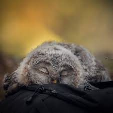 Bird That Sounds Like A Monkey At Night Pin On Pigeon