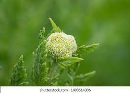 Fernleaf Yarrow High Res Stock Images Shutterstock