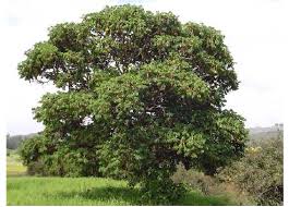 Image result for Hagenia abyssinica