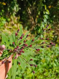 Image result for Vernonia praecox
