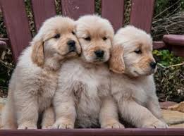 Maybe you would like to learn more about one of these? Wonderful Information About The Golden Retriever Chow Chow Mix Pet Ponder