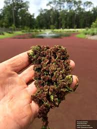 Image result for Azolla filiculoides