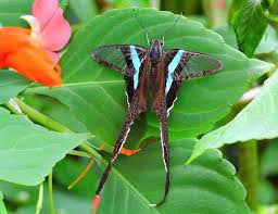 Footage by kazuo unno (rt @centerforbiodiv ) 2k2k. Lamproptera Meges Green Dragontail Insectos Animales Mariposas
