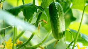 How to grow cucumbers from seed? How To Grow Cucumbers 8 All Star Tips For Your Best Crop Yet