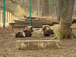 Aplicatia oficiala a gradinii zoologice sibiu ofera utilizatorilor o experienta unica pe parcursul vizitei. Parcul Natural Dumbrava Sibiului Din Sibiu Planiada