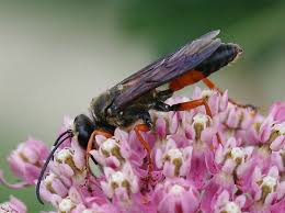 Maybe you would like to learn more about one of these? Great Golden Digger Wasp Sphex Ichneumoneus Bugguide Net