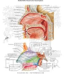 Bones of the nasal cavity. Medial Wall Of Nasal Cavity Nasal Septum