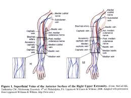 Image result for Venous Blood Sampling