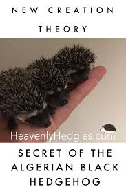 Algerian Black Hedgehog The True Black Hedgehog Colors Hedgehog Hedgehog Pet