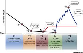 Alternative Lengthening Of Telomeres Building Bridges To Connect Chromosome Ends Trends In Cancer