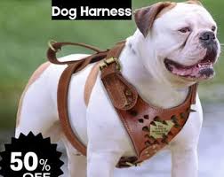 Bestia™ genuine leather "Maximus" white harness. Small to Medium Sized  dogs.Brass rivet design. Soft padded with leather