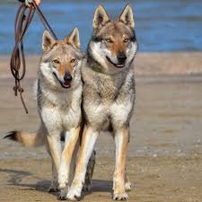 Benvenuti su cane lupo cecoslovacco. Cane Lupo Cecoslovacco Akeom Kennel Allevamento Amatoriale Del Cane Lupo Cecoslovacco Foto 9 273301