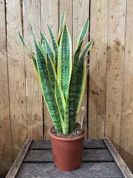 Image result for Sansevieria