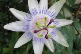 Image result for Passifloraceae