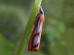 Image result for Catoptria pinella
