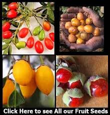 Image result for Rhoicissus tomentosa