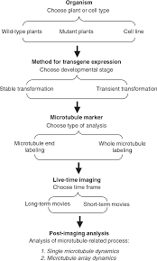 We did not find results for: Figure 1 From Microtubule Dynamics In Plant Cells Semantic Scholar