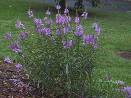Obedient plant has masses of beautiful spikes of pink hooded flowers rising above the foliage from mid summer to early fall, which are most effective when planted in groupings. Perr16 Urban Program Bexar County