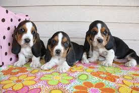 Click here to learn more about the programs. Pj S Texas Basset Hounds Local Business Rowena Texas 579 Photos Facebook