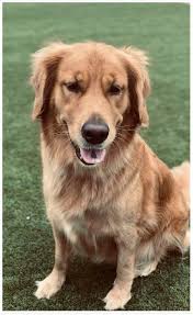 The cost to buy a golden retriever varies greatly and depends on many factors such as the breeders' location, reputation, litter size, lineage of the puppy, breed popularity (supply and demand), training, socialization efforts, breed lines and much. Reputable Golden Retriever Breeders In San Antonio Posts Facebook
