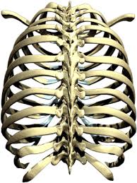 Rib cage png transparent images. Download Rib Cage Png Picture Rib Cage Png Full Size Png Image Pngkit