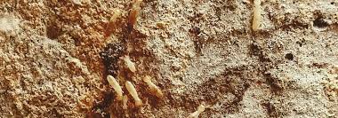 This is one way to handle termites, and in most cases, it should suffice. Subterranean Termite Threat In Ventura Pest Control Ventura