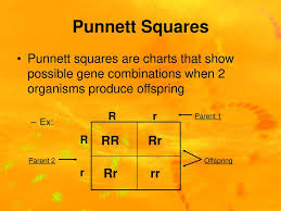 Chapter 8 Mendel Heredity Ppt Download